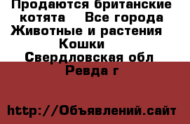 Продаются британские котята  - Все города Животные и растения » Кошки   . Свердловская обл.,Ревда г.